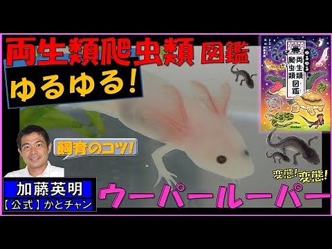 ゆるゆる両生類爬虫類図鑑！ウーパールーパー紹介！飼育のコツも！≫ 加藤英明【公式】かとチャン