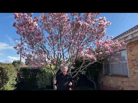 Magnolia Saucer is the Perfect Flowering Medium Sized Tree