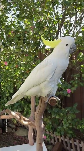 Cockatoos can bust out some serious dance moves, Australian researchers have found