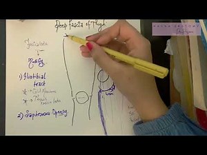 Front of Thigh Deep Fascia | Fascia Lata | Modifications | Iliotibial Tract | Saphenous Opening