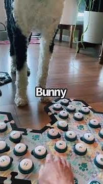 Bunny Dog What? | What About Bunny