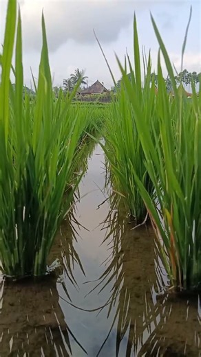 Bali Rice Fields 🌾💧 | Water Flowing Through Ubud, Indonesia