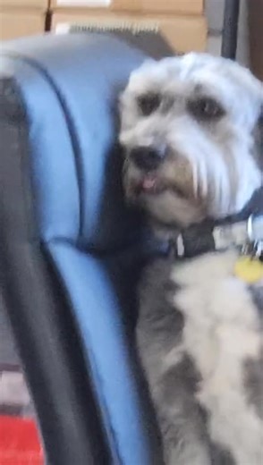 Holiday shopping got you feeling like Junker?🎁 Skip the stress and shop at Gutterworks! From gutter accessories to downspout parts, everything we make is American-made, durable, and built to handle whatever the season throws your way. Even Junker knows that quality products make life (and gutters) run a little smoother. Shop our online store today: https://bit.ly/3iFjPfX #funnydogs #officedog #workdaylaughs #ordertoday #orderonline #onlineshopping #holidayseason | Gutterworks Mfg Inc.