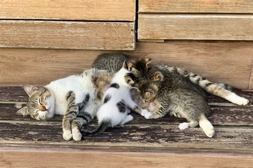 【動画】子猫たちに交じって母猫に抱っこされていたのは...出てきた生き物に唖然