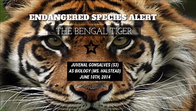 AS Bio: Endangered Animals - Bengal Tiger