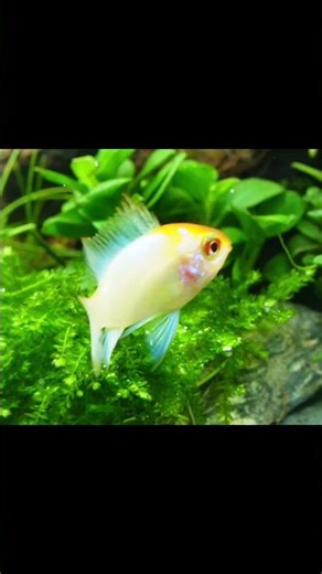 Electric Blue Ram Cichlid