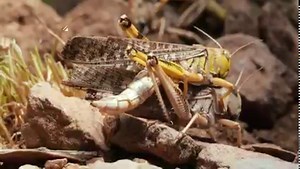 They might look like harmless grasshoppers, but locusts have an appetite for destruction. When the conditions are right, they transform from mild-mannered loners into gregarious partiers. They swarm, causing chaos and suffering at the level of a biblical plague. So what sets them off? | Deep Look • PBS