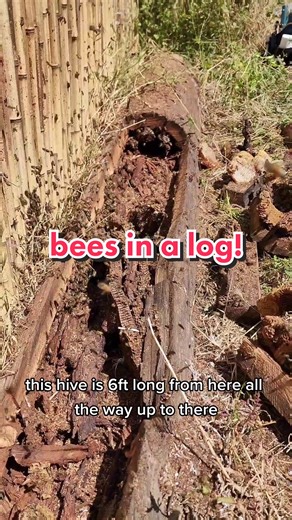 Bees in a Log Funny Video