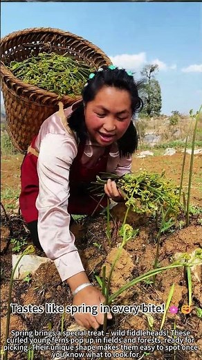 Picking wild fiddleheads in spring fields! 🌿✨