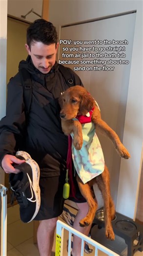 Does not compute #puppy #goldenretriever #puppies #vancouver #dog #retriever #redretriever