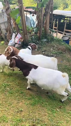 9.6K views · 118 reactions | The first secret to a successful goat farm is understanding the basics of goat Farm 狀 #farming #goats #livestock #goatfarming #farmlife #kalaharireds #boergoats | Goats Sheep Cows & General Livestock Online Marketplace | Facebook