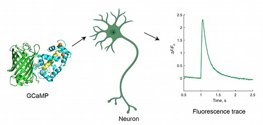 Scientists develop fastest calcium indicators yet for neural imaging