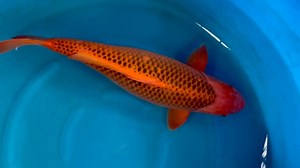 Big size, very good quality and a very fair price💪 Marusei Aka Matsuba, Sansai (2.5 years old), Female and allready 71cm💪 If you are interested in this beauty please contact us👍 Koi-Freak GmbH #koiteich #koi #gartenteich #karpfen #fische #pond #koikichi #koilover #koishow #fish #koionline #koilovers #forsale #schwimmteich #koishowquality #nishikigoilovers #nishikigoi #koifishpond #koicarp #kois #carp #koijapan #koikarpfen #sale #teich #koilife #koifarm #fisch #koifish #pondlife | Koi-Freak Gm