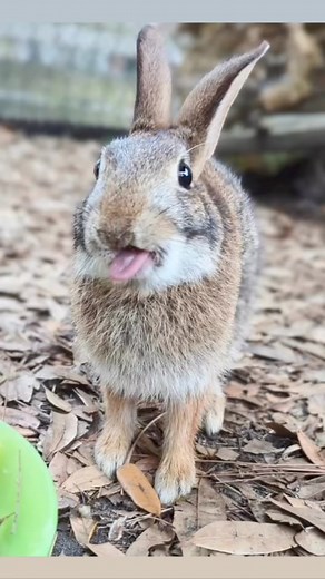 Happy Easter! *Photos of our past bunny ambassadors, Tik Tok and Starscream. 💜🩷💛💚🩵 | Back To Nature Wildlife Refuge