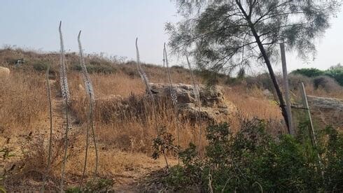 למרות החום הכבד - חצבים פורחים ברחבי הארץ