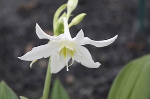 Anthophyta - Alchetron, The Free Social Encyclopedia