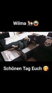 4 comments | My Dog Wilma #doglover #dogsofinstagram #doglife #dog | Andreas Boguslawski | Facebook