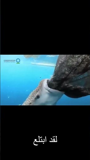 شاهد أذكى الحيوانات البحرية - حيوانات ذكية سوف تبهرك - غرائب وطرائف عالم البحار #shorts