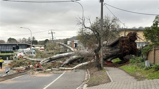 Fallen tree causes Mercedes College power outage and chaos