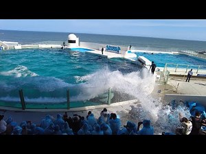 水のかかり方がエグいシャチショー【鴨川シーワールド サマースプラッシュ】