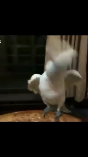 THATS MY PARAKEET‼️ THATS MY PARAKEET‼️ #future #futureunreleased #bigankhtv