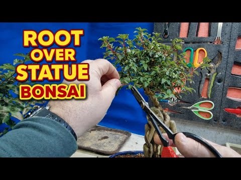 Working on Root-Over-Statue Bonsai | Chinese Privet Repot & Fuchsia Prune-Up