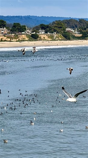 The anchovies are still in the Monterey Bay and the Santa Cruz Wharf is surrounded by many different types of marine mammals and sea birds #marinesanctuary #feedingfrenzy #SantaCruz #MontereyBay | Native Santa Cruz