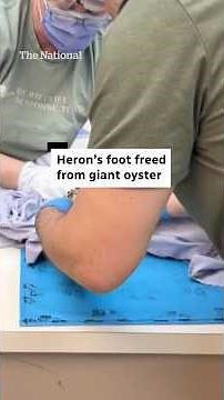 Heron’s foot freed from giant oyster