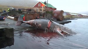 Rushes of before and after sperm whale explosion