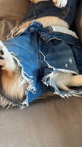 Do these genes make my butt look big? 🍑 | Dash & Lili The Corgis