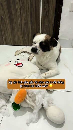 Còn cứu được em thỏ ko mọi ng ơi 😭