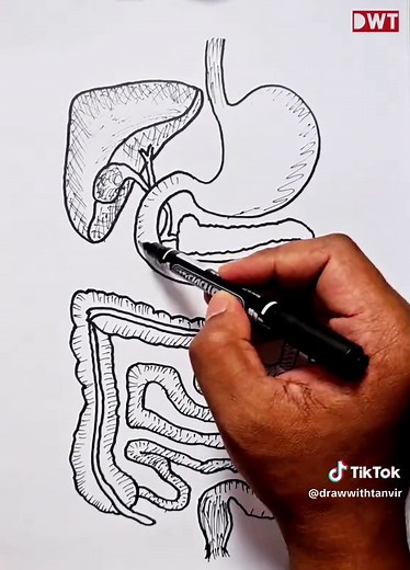 Sistema Digestivo Humano: Dibujo Simplificado