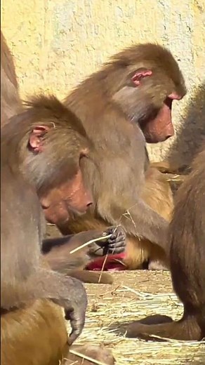 Los MONOS en 1 MINUTO 🐒 #SHORTS