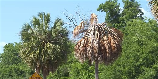 Palm tree honoring murder victim from 1990 murders in Gainesville dies