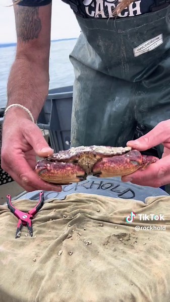 Huge Barnacle Chronicles #fyp #crab #seafood #barnacles #seafoodlover #rockhold #asmr #barnacleremoval #friendliestcatch #fisherman 🎥 @DavidB