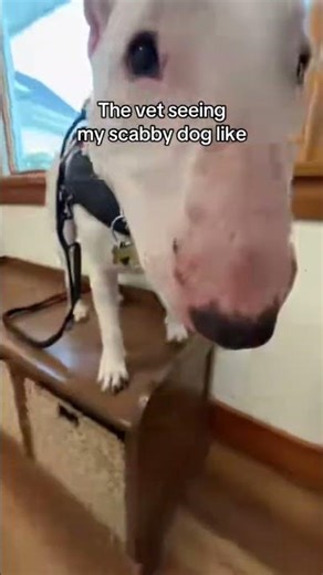 The vet was great tho #dogs #veterinarian #sad #wtf #englishbullterrier