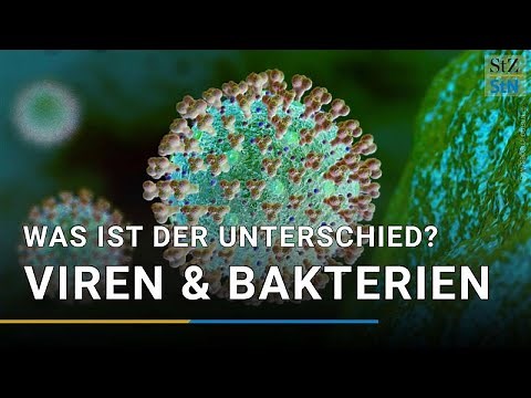Viruses or bacteria – what's the difference?