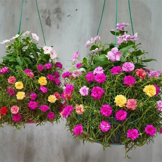 886K views · 11K reactions | Creating a Basic Hanging Garden for Growing Stunning Flowers | Balcony & Garden | Facebook