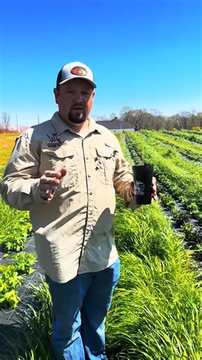 Our tulips, are in full bloom, bringing bright spring colors to the farm, while delphinium and snapdragons are growing and will be blooming soon. Join our exclusive Black Cup Club for a fresh cup of flowers each week and be the first to enjoy every new bloom of the season! | Warbington Farms