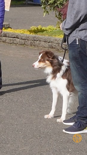 4.2K views · 82 reactions | When redirecting aggressive behaviors in your dog, it's always important that you remain calm! Your emotional response can cause your dog to redirect his aggression on you. Has your dog ever redirected his aggression toward you? Comment "HELP" if you're looking for ways to train your dog at home more effectively. #dogtrainingtips #dogtrainingclass #topdogacademy #topdog #mansbestfriend #dogtraining #dogtrainingclasses #aggressivedogs | Man's Best Friend | Facebook