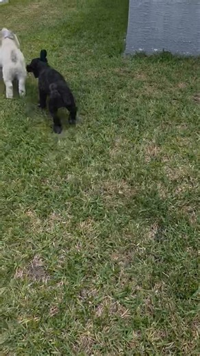 FCSR alumnus Happy having a grand old time in his new home with his brother! | Florida Cocker Spaniel Rescue
