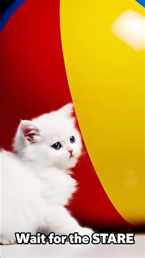 KITTEN vs The GIANT BEACH BALL! 😱 (The Size Difference is CRAZY) #cat #viral