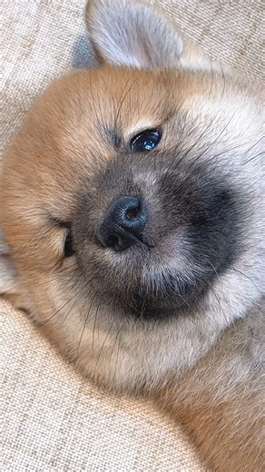 497K views · 9.1K reactions | This puppy heard the sound  . . . #viralreelsfb #funnyreels #dog #highlight #funnyvideo #trend #pet #virals #trending #doglover | Animal lover | Facebook