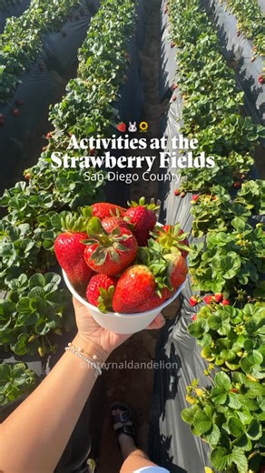 Marissa | Internal Dandelion on Instagram: "Here are fun Spring activities you can take advantage of at the Carlsbad Strawberry Company 🍓🐰🌻 Entry fee: • $17 Admission w/u-pick bucket • $10 Admission, no bucket What activities are included with admission? • Tricycle bikes • Sunflower maze • Photo ops • Live music • Corn holes • Hay pyramids Cost of Activities: • Tractor Ride - $10 • Rabbit - $5 • Sheep/Goat - $5 • Bouncing house - $30 • Horseback riding - $14 • Food vendors 📍 1050 Cannon Rd,