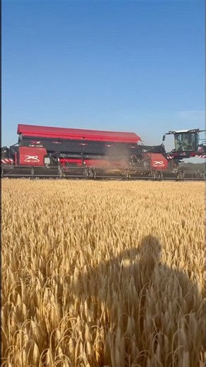 This Giant Header Harvests Wheat Like Nothing Else! 🌾🔥 #farming #tractor #agriculture #farm