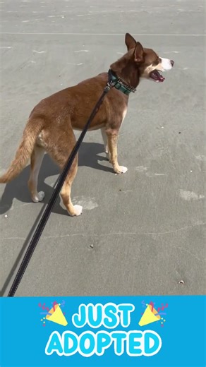 🎉 Paw-some News! Axel has been adopted! 🥳