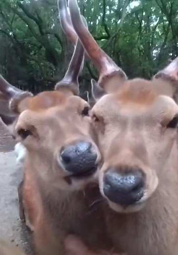 Close-Up of Friendly Deer Interacting in Natural Habitat