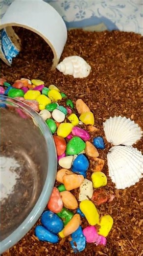 simple and small house for my turtle 🐢☺️