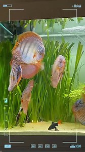 Nice discus #aquascape #plantedtank #viralreelsシ #fishtank #aquatic #aquarium #aquariumhobby #layoutdesign #viralpost #viral | AquaPedia