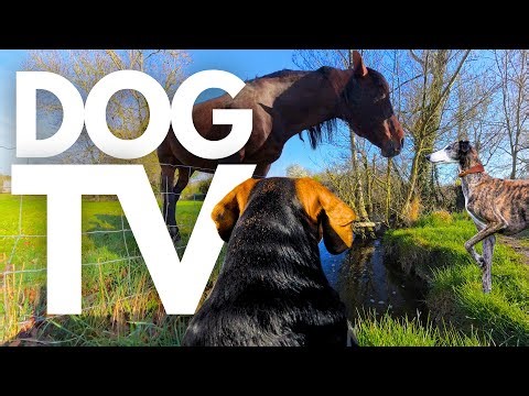 GoPro DogTV | 10hrs of Serene Virtual Dog Walks Along Soothing Riverbanks 🐾🌊 Dog POV